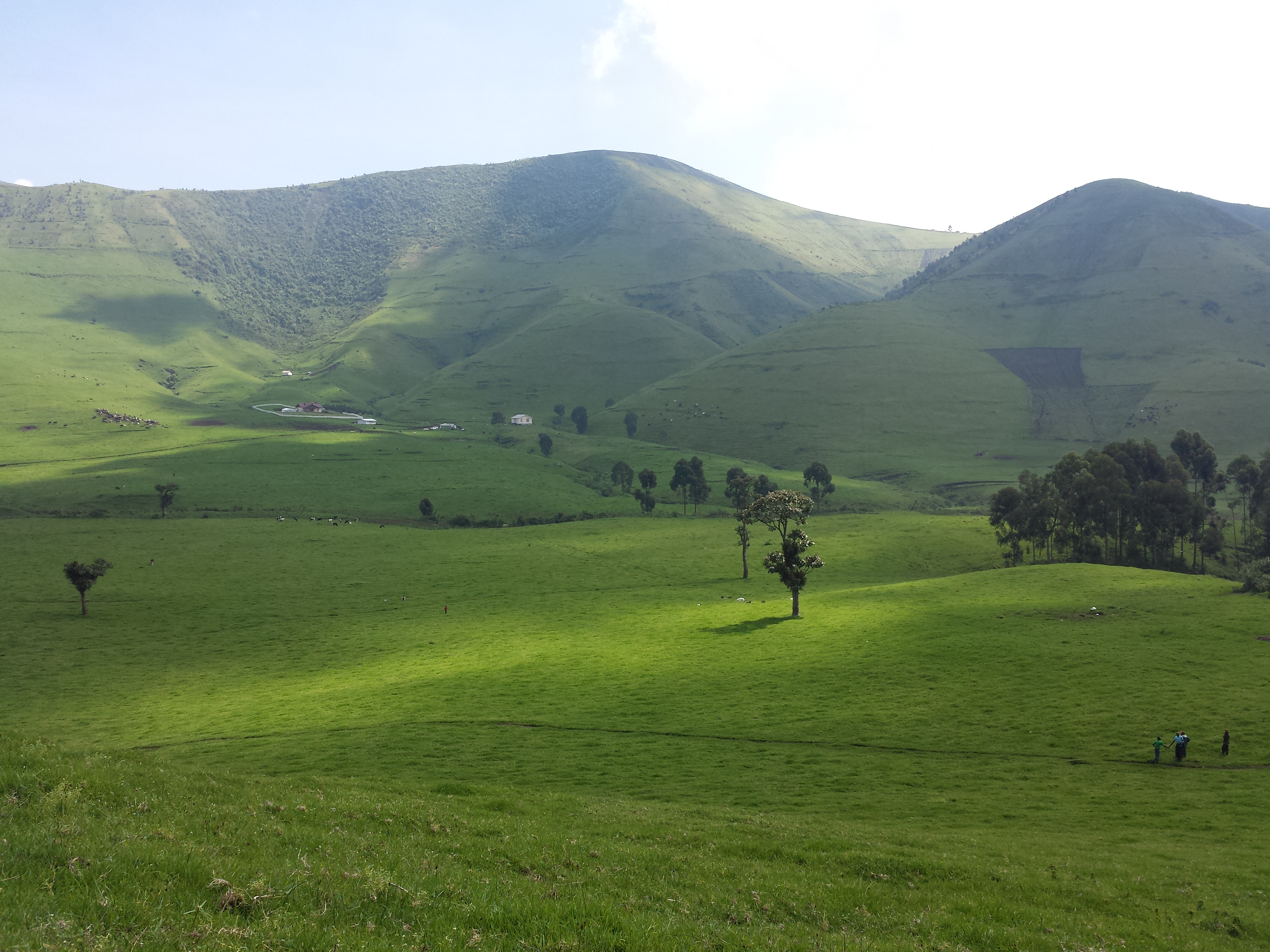 masisi